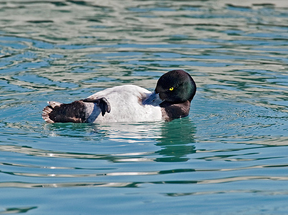 Aythya affinis  LESSER SCAUP 8011066