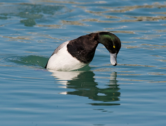 Aythya affinis  LESSER SCAUP 8013209