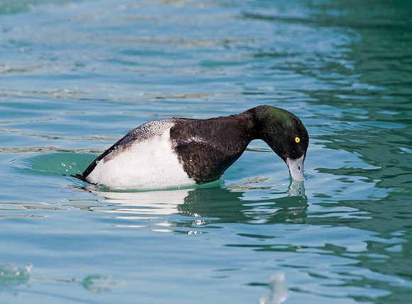 Aythya affinis  LESSER SCAUP 8011288