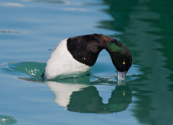 Aythya affinis  LESSER SCAUP 8011263