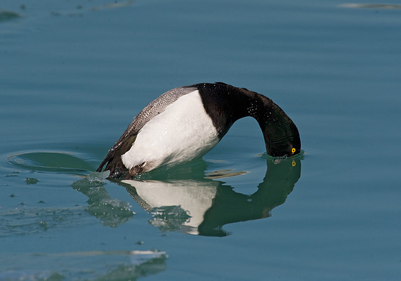 Aythya affinis  LESSER SCAUP 8013205