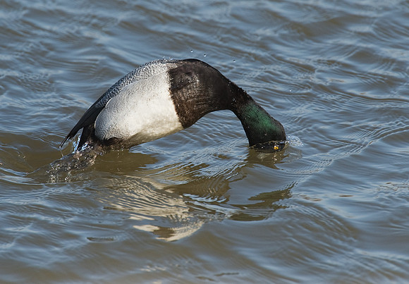 Aythya affinis  LESSER SCAUP 8000753