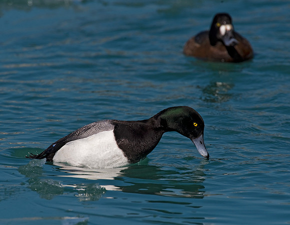 Aythya affinis  LESSER SCAUP 8013193