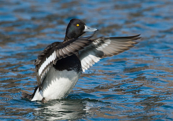 Aythya affinis  LESSER SCAUP 7001194