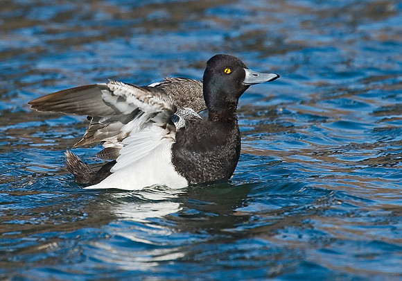 Aythya affinis  LESSER SCAUP 7001196