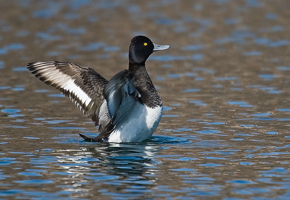 Aythya affinis  LESSER SCAUP 7001239