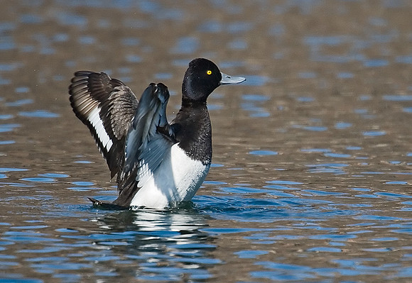 Aythya affinis  LESSER SCAUP 7001241