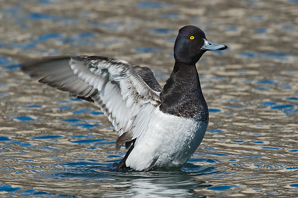 Aythya affinis  LESSER SCAUP 7001365