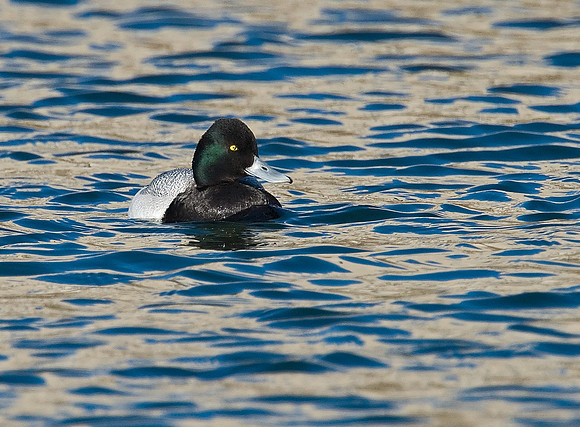 Aythya affinis  LESSER SCAUP 7001155