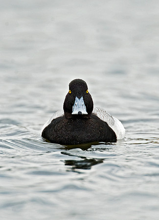 Aythya affinis  LESSER SCAUP 8012494
