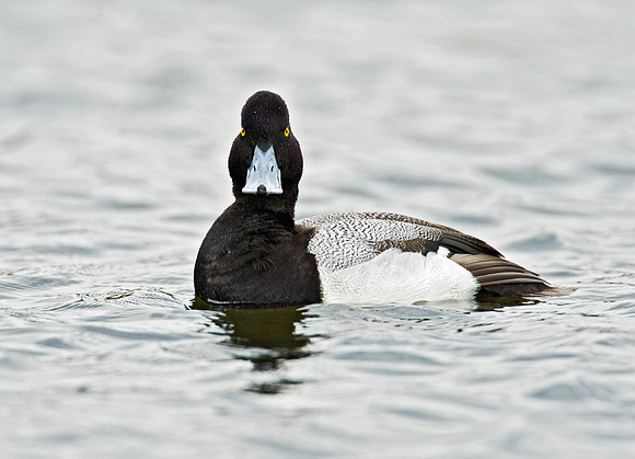 Aythya affinis  LESSER SCAUP 8012493