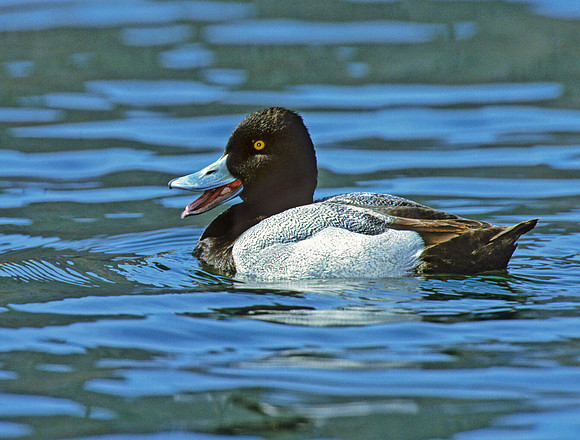 Aythya affinis  LESSER SCAUP 1280317