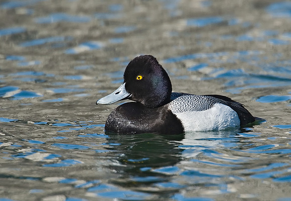 Aythya affinis  LESSER SCAUP 7001374