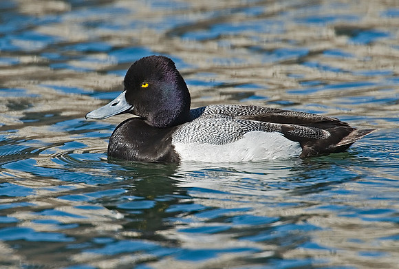 Aythya affinis  LESSER SCAUP 7001375