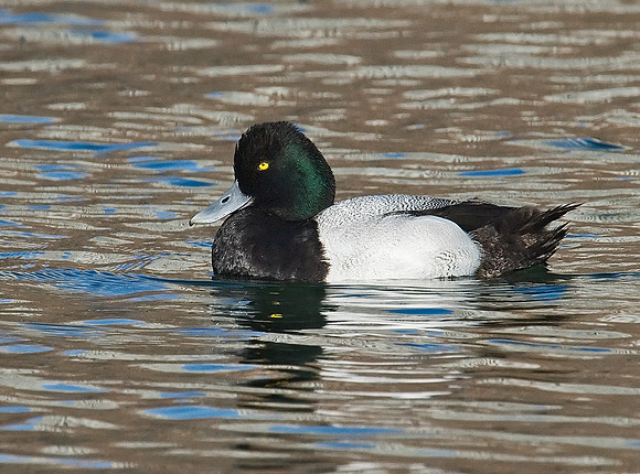 Aythya affinis  LESSER SCAUP 7001181
