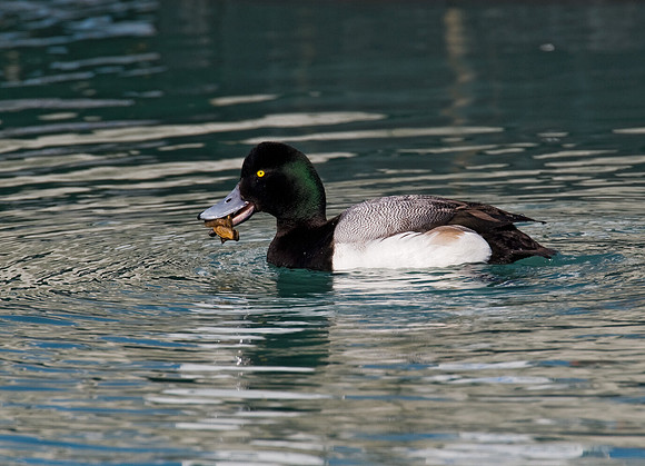 Aythya affinis  LESSER SCAUP 8013177