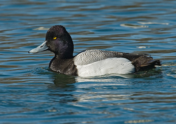 Aythya affinis  LESSER SCAUP 7001348