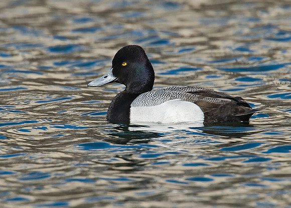 Aythya affinis  LESSER SCAUP 7001369