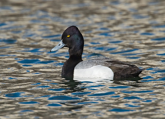 Aythya affinis  LESSER SCAUP 7001370