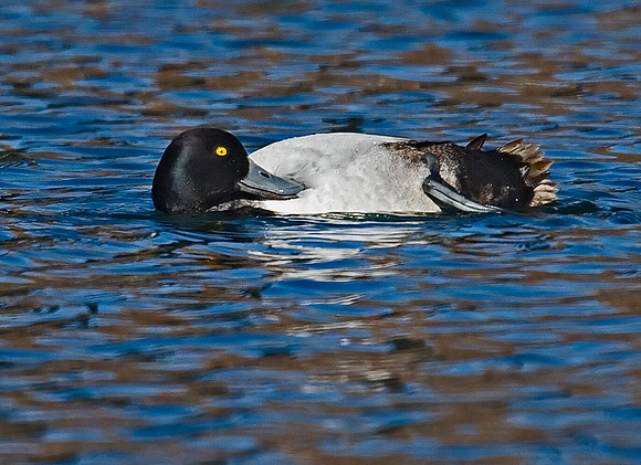 Aythya affinis  LESSER SCAUP 7001171