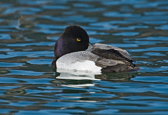 Aythya affinis  LESSER SCAUP 7001383