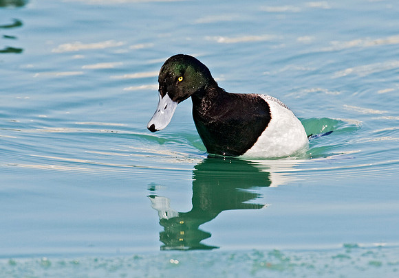Aythya affinis  LESSER SCAUP 8011294