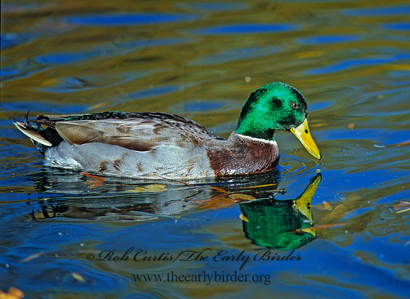 Anas platyrhynchos  MALLARD 117726