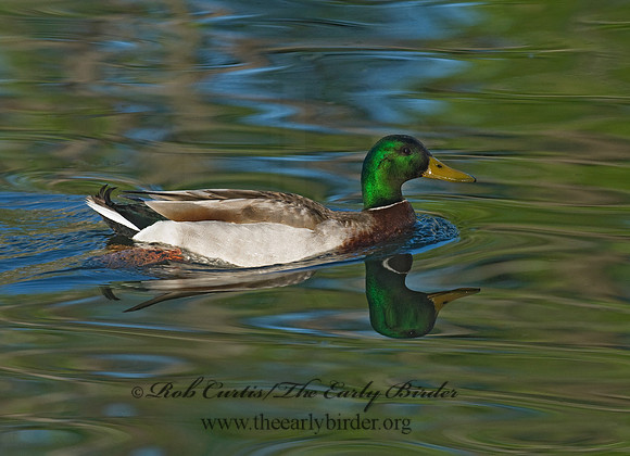 Anas platyrhynchos  MALLARD 7016501