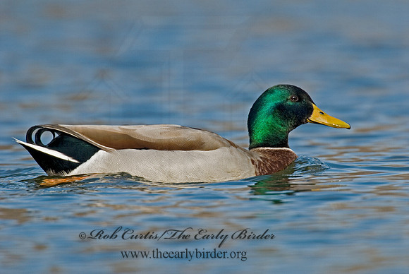 Anas platyrhynchos  MALLARD 6001353