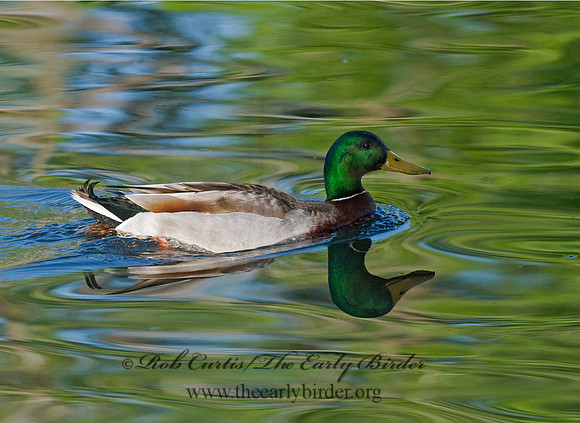 Anas platyrhynchos  MALLARD 7016502