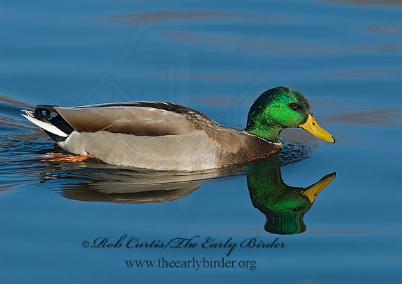 Anas platyrhynchos  MALLARD 6018685