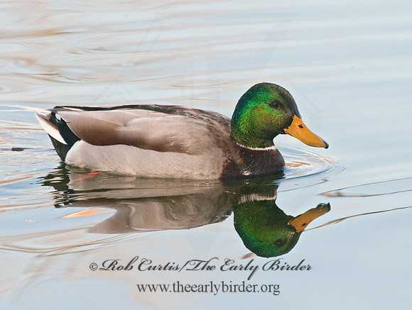 Anas platyrhynchos  MALLARD 3001446
