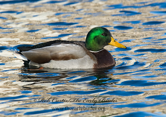 Anas platyrhynchos  MALLARD 6018292