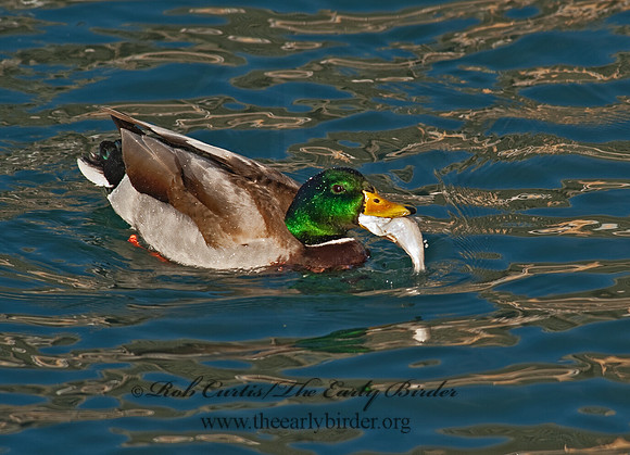 Anas platyrhynchos  MALLARD 8025021