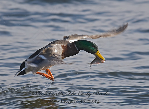 Anas platyrhynchos  MALLARD 6020012