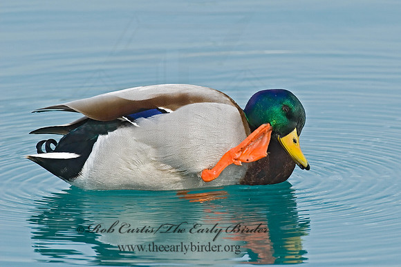 Anas platyrhynchos  MALLARD 7000841