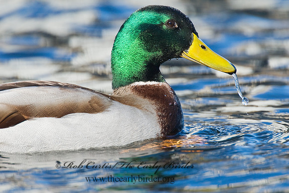 Anas platyrhynchos  MALLARD 6018231