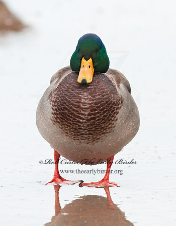 Anas platyrhynchos  MALLARD 3005553