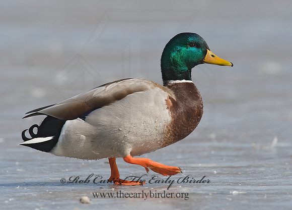 Anas platyrhynchos  MALLARD 8000973