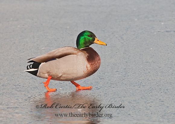 Anas platyrhynchos  MALLARD 3001208