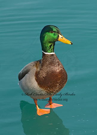 Anas platyrhynchos  MALLARD 6021283