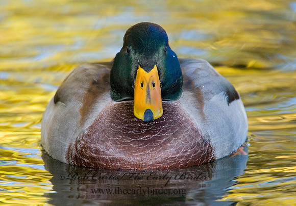Anas platyrhynchos  MALLARD 6017816