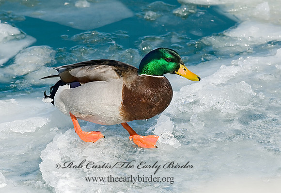 Anas platyrhynchos  MALLARD 6021126