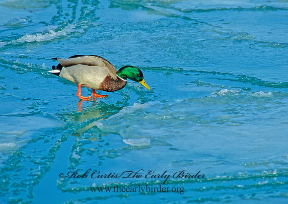 Anas platyrhynchos  MALLARD 63513