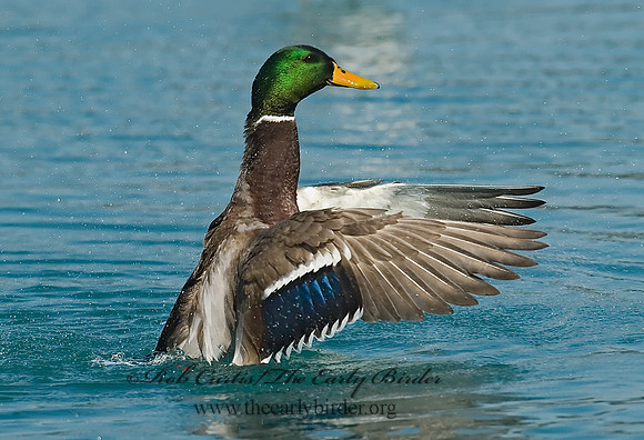 Anas platyrhynchos  MALLARD 7000421
