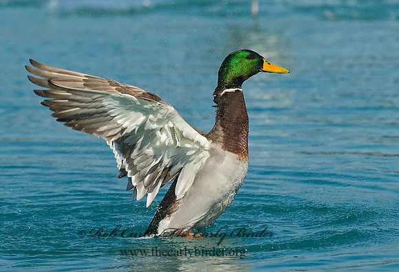 Anas platyrhynchos  MALLARD 7000422