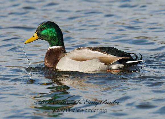 Anas platyrhynchos  MALLARD 6019462