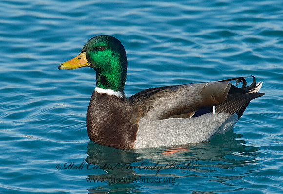 Anas platyrhynchos  MALLARD 6030489