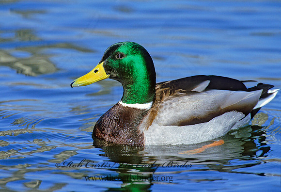 Anas platyrhynchos  MALLARD 1279907