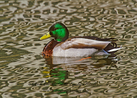 Anas platyrhynchos  MALLARD 1281629